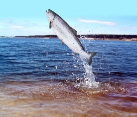 chinook_salmon_jumping chinook salmon jumping