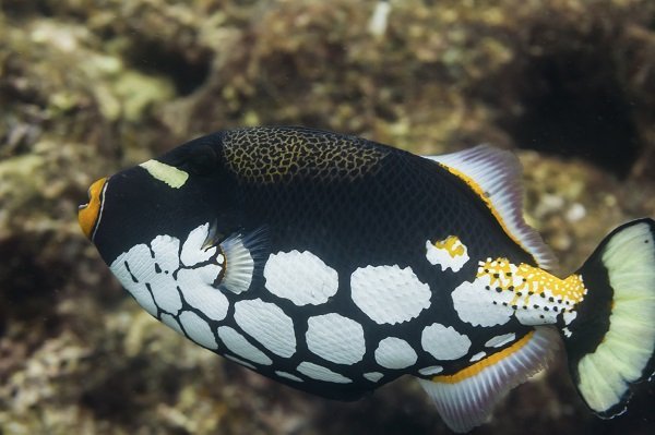 Clown triggerfish