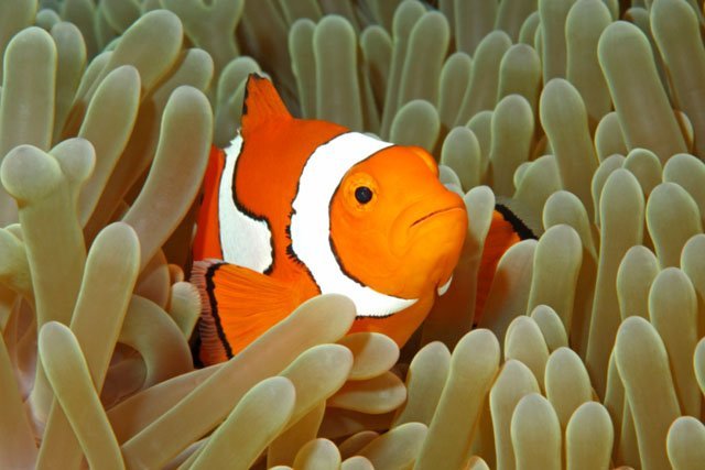 clown_fish clown fish