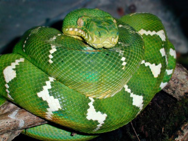emerald tree boa green Emerald Tree Boa, green, snake, branch, Corallus caninus, stripes,