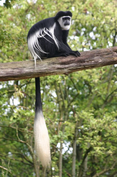 colobus monkey colobus monkey