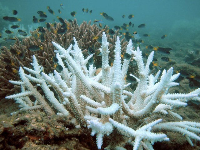 coral_bleaching_with_healthy_coral_in_background_credit_acropora