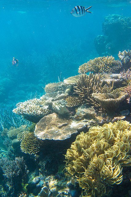 coral_reef_australia_flickr_peter_nijenhuis