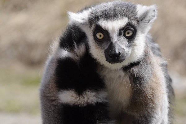 cosmo the ring tailed lemur