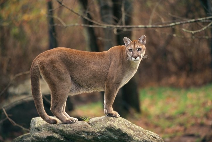 cougarJPG cougar