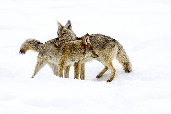 coyotes courting