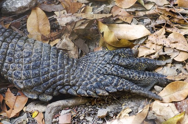 Crocodile Paw