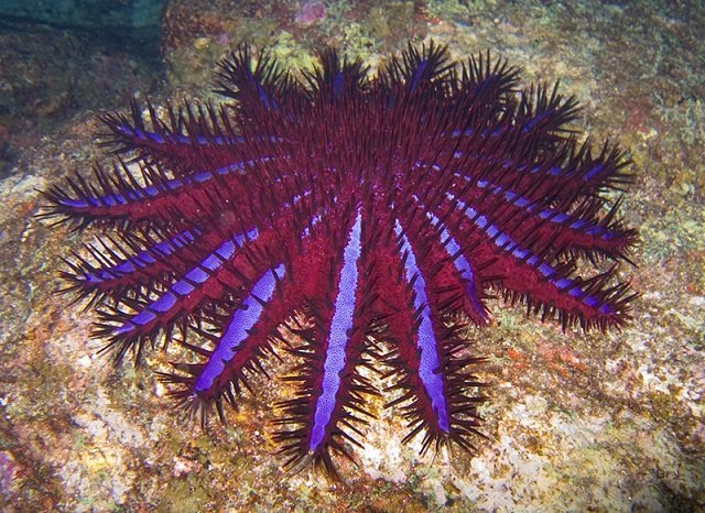 crown_of_thorns_jon_hanson