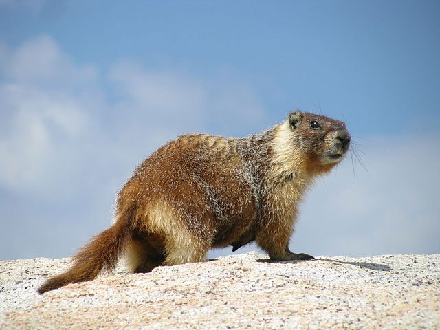marmota_flaviventris_davefoc yellow-bellied marmot, animal,