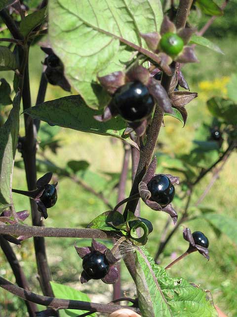 deadly_nightshade_atropa_belladonna_wildlifegardena Deadly Nightshade, Atropa belladonna