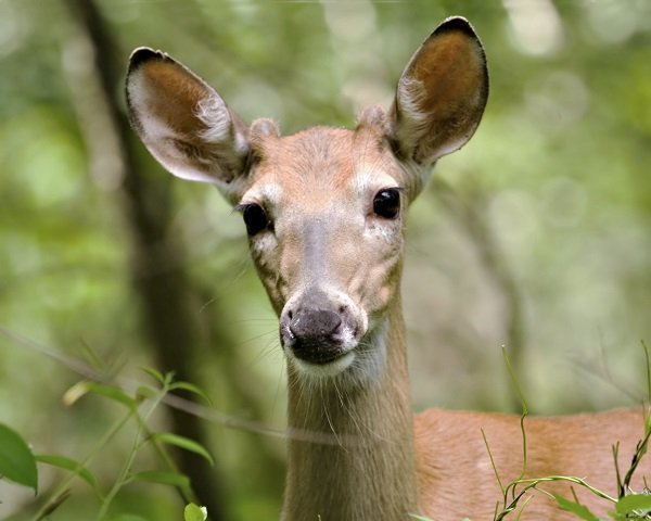 white-tailed deer