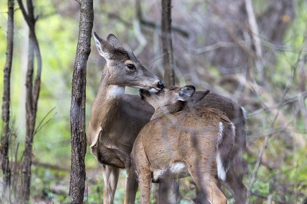 Doe and its fawn