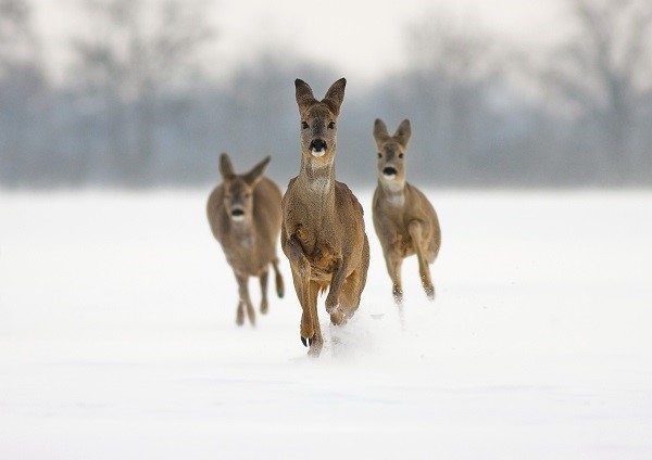 Deer running in the snow