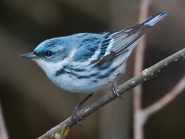 dendroica_cerulea_mdf Cerulean Warbler