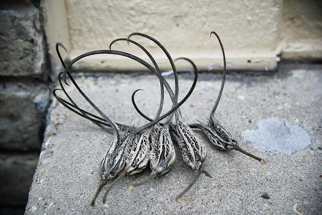 devils_claw_proboscidea_susan_e_adams Devil's Claws, proboscidea