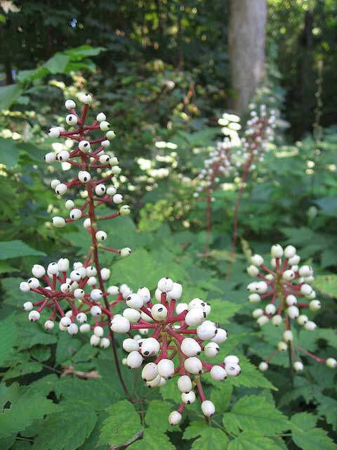 dolls_eyes_actaea_pachypoda_beautifulcataya doll's eyes, actaea pachypoda