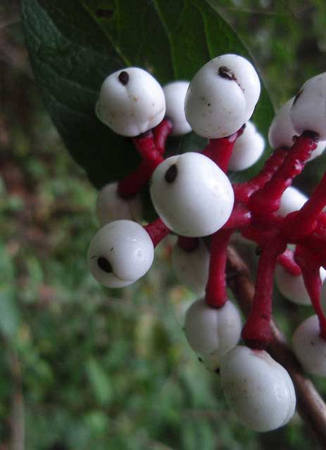 dolls_eyes_actaea_pachypoda_dianecordell doll's eyes, actaea pachypoda
