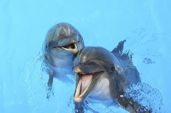 dolphins laughing