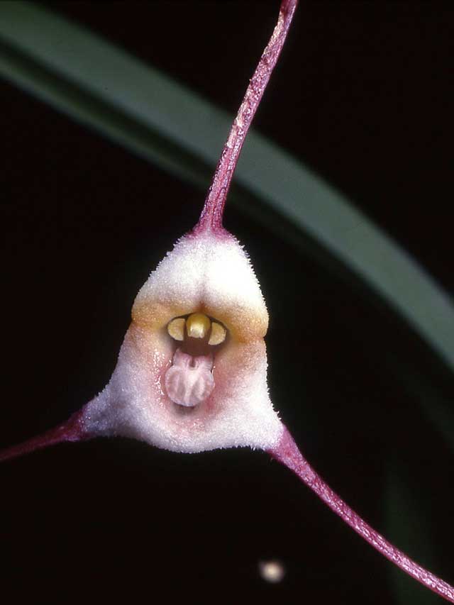dracula_sergioi_orchi Dracula sergioi, orchid
