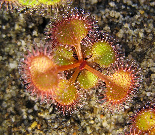 drosera_rupicola_jan_wieneke drosera rupicola