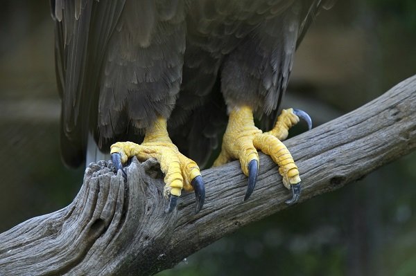 eagle feet
