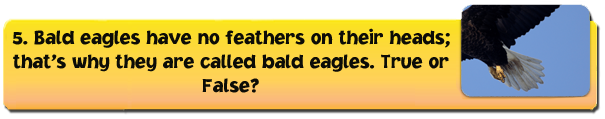 eagle