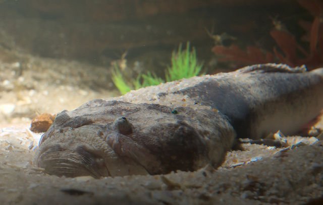 eastern_stargazer_kathetostoma_laeve_peter_halasz eastern stargazer, kathetostoma laeve