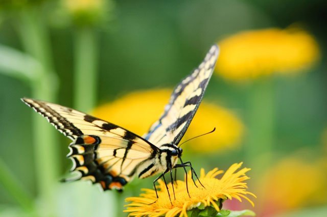 eastern_tiger_swallowtail_butterfly Eastern Tiger Swallowtail, butterfly