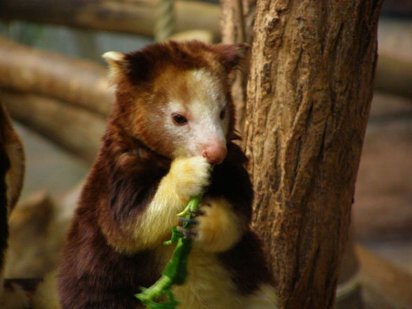 dendrolagus goodfellow eating dendrolagus goodfellow eating