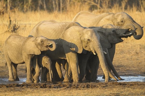 elephant family