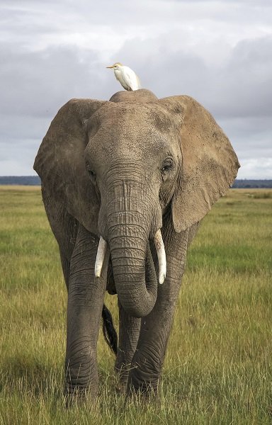 elephant_egret