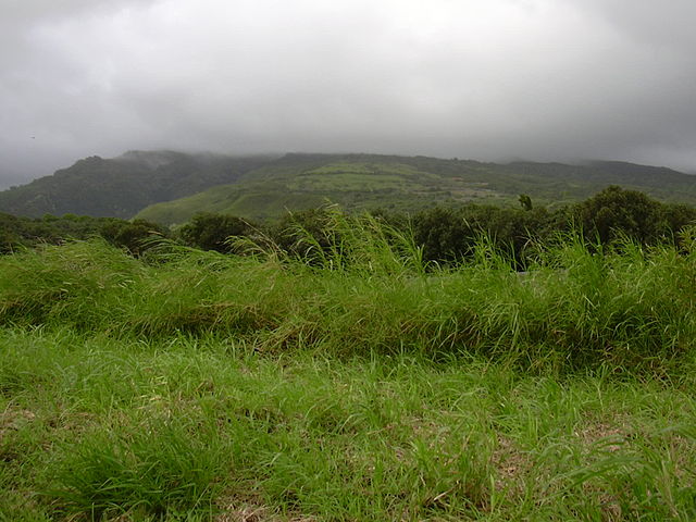 elephant_grass_pennisetum_purpureum_forest_and_kim_starr elephant grass, pennisetum purpureum
