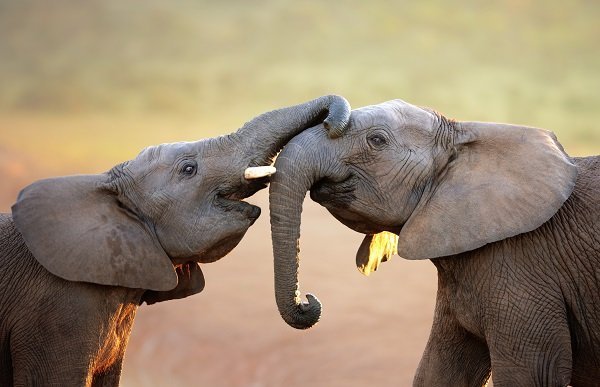 elephants greeting