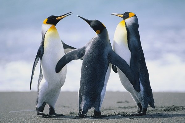 emperor penguin friends