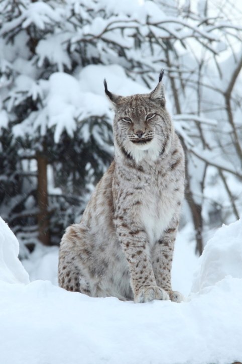 eurasian_lynx euasian lynx