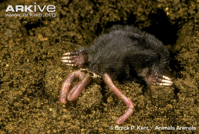 star nosed mole feeding star nosed mole feeding