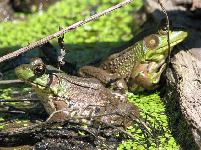 female and male frogs female and male frogs