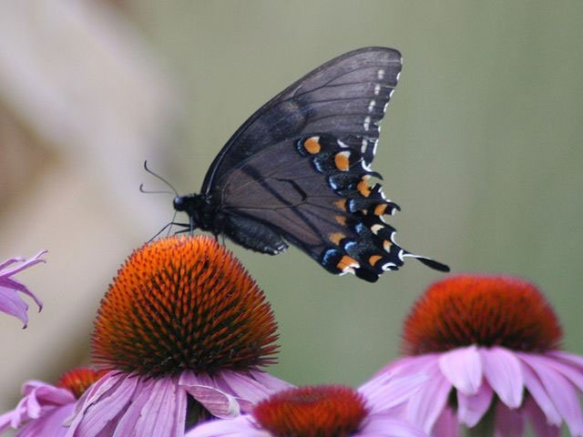 female_eastern_tiger_swallowtail_megan_mccarty eastern tiger swallowtail, female, dark form, butterfly