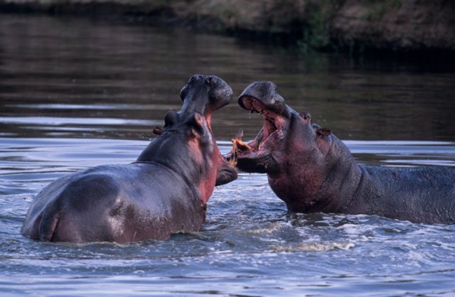 two hippos fighting in waterhole, Kenya hippos fighting water