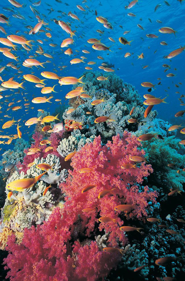 coral reef coral, reef, fish