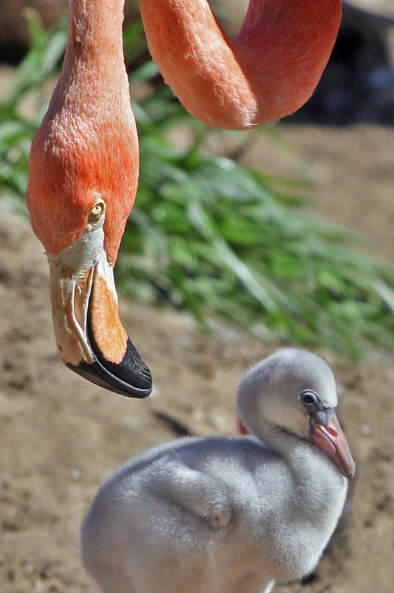Baby flamingo baby flamingo