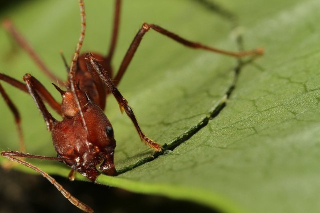 flickr_credit_yonatan_munk_leaf_cutter_ant