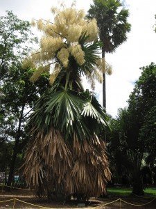 flowering_talipot_Palm_ john_vandenberg tailpot palm,
