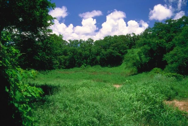 forest_biome forest biome