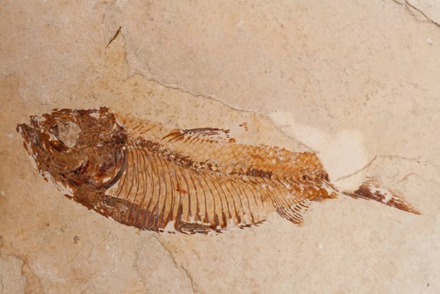 fossil_fish2
