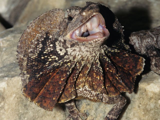 frillneck_lizard