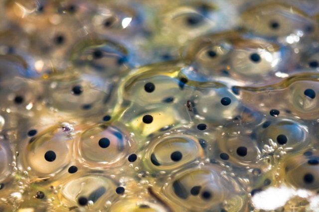 Frog eggs Frog eggs