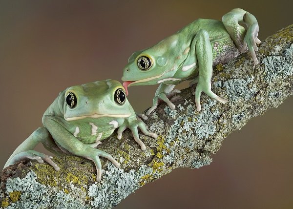 frog licking a frog frog licking a frog