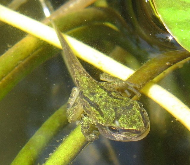 Tadpole with front and hind legs Tadpole with front and hind legs