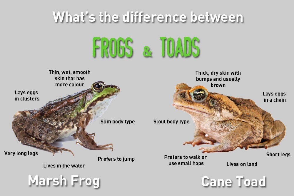 difference between frogs and toads diagram, frogs, toads, differences